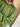 Truce o-neck - Forest Green